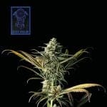 Blue Dream Feminised Seeds-SMAN-BLDR-FEM