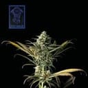 Blue Dream Feminised Seeds-SMAN-BLDR-FEM