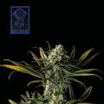 Blue Dream Feminised Seeds-SMAN-BLDR-FEM