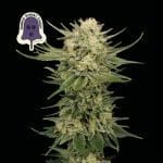 Purple Ghost Candy Feminized Seeds-SMAN-PGCANDY-FEM