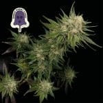 Purple Ghost Candy феминизирани семена-SMAN-PGCANDY-FEM