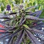 Purple Ghost Candy Feminised Seeds-SMAN-PGCANDY-FEM