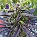 Purple Ghost Candy Feminisiert Saatgut-SMAN-PGCANDY-FEM