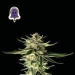 Purple Ghost Candy Feminised Seeds-SMAN-PGCANDY-FEM