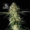 Fuel D.OG Feminized Seeds x 3 - Special Offer-SMAN-FUELDOG-FEM-3-PROMO