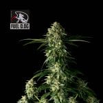 Fuel D.OG Feminized Seeds x 3 - Special Offer-SMAN-FUELDOG-FEM-3-PROMO