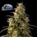 Alaskan Diesel Auto Feminized Seeds-SMAN-ALDSL-AUTO-FEM