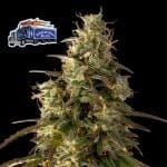 Alaskan Diesel Auto Feminized Seeds-SMAN-ALDSL-AUTO-FEM