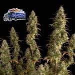Alaskan Diesel Auto феминизирани семена-SMAN-ALDSL-AUTO-FEM