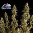 Alaskan Diesel Auto Feminized Seeds-SMAN-ALDSL-AUTO-FEM