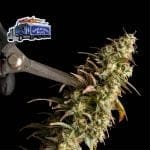 Alaskan Diesel Auto Feminised Seeds-SMAN-ALDSL-AUTO-FEM