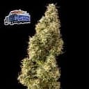 Alaskan Diesel Auto Feminized Seeds-SMAN-ALDSL-AUTO-FEM