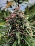 Boax-Hindu CBD Feminised Seeds - 6-CC-BOH-CBD-FEM-6
