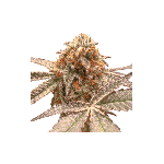 Purple OG Punch Feminised Seeds-SSSC-POGP-FEM