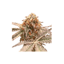 Purple OG Punch Feminised Seeds-SSSC-POGP-FEM