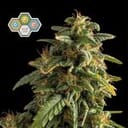 CBG Relief Auto Feminized Seeds-SMAN-CBGR-AUTO-FEM