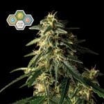 CBG Relief Auto Feminised Seeds-SMAN-CBGR-AUTO-FEM