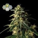 CBG Relief Auto Feminized Seeds-SMAN-CBGR-AUTO-FEM