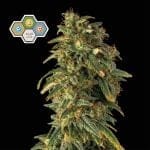 CBG Relief Auto Feminised Seeds-SMAN-CBGR-AUTO-FEM