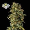 CBG Relief Auto Feminized Seeds-SMAN-CBGR-AUTO-FEM