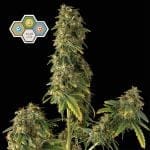 CBG Relief Auto Feminized Seeds-SMAN-CBGR-AUTO-FEM