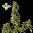 CBG Relief Auto Feminized Seeds-SMAN-CBGR-AUTO-FEM