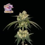 Bubba Cheesecake Feminised Seeds-SMAN-BCC-FEM