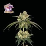 Bubba Cheesecake Féminisée Semences-SMAN-BCC-FEM