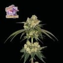 Bubba Cheesecake Feminised Seeds-SMAN-BCC-FEM