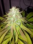 Boss Hogg Auto Feminised Seeds - 6-CC-BH-AUTO-FEM-6