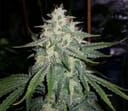 MEPH-4ASS-AUTO-FEM