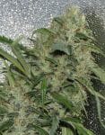 Where's my Bike Regular Seeds - 12-KARMA-WHERE-REG-12
