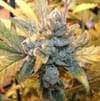 BB-Blue-cheese