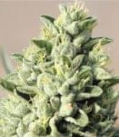 Old Growth OG Regular Seeds - 10-HUMB-OGO-10-R