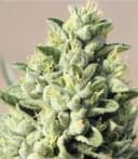 Old Growth OG Regular Seeds - 10-HUMB-OGO-10-R