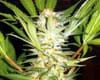white-domina