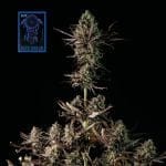 Blue Dream Rapide Féminisée Semences-SMAN-BLDR-FAST-FEM