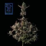 Blue Dream Fast Feminised Seeds-SMAN-BLDR-FAST-FEM