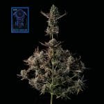 Blue Dream Rapide Féminisée Semences-SMAN-BLDR-FAST-FEM