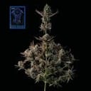 Blue Dream Fast Feminised Seeds-SMAN-BLDR-FAST-FEM