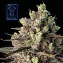 Blue Dream Fast Feminized Seeds-SMAN-BLDR-FAST-FEM