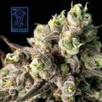 Blue Dream Rychle Feminizované Semena-SMAN-BLDR-FAST-FEM