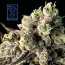 Blue Dream Fast Feminised Seeds-SMAN-BLDR-FAST-FEM