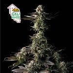 Cali Critical Mass Feminised Seeds-SMAN-CCM-FEM