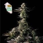 Cali Critical Mass Feminised Seeds-SMAN-CCM-FEM
