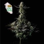 Cali Critical Mass Feminised Seeds-SMAN-CCM-FEM