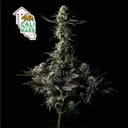 Cali Critical Mass Feminized Seeds-SMAN-CCM-FEM