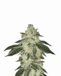 Black Jack Auto Feminised Seeds - 5-NV-BJ-AUTO