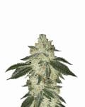 Black Jack Auto Feminised Seeds - 5-NV-BJ-AUTO