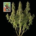 Seedsman Gorilla Candy Auto strain